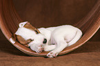 Jack Russell Terrier Puppy