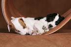 Jack Russell Terrier Puppies