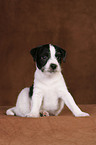 Jack Russell Terrier Puppy