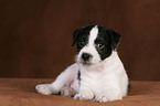 Jack Russell Terrier Puppy