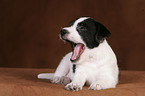 Jack Russell Terrier Puppy