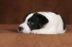 Jack Russell Terrier Puppy