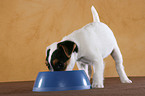 eating Jack Russell Terrier Puppy