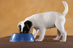 eating Jack Russell Terrier Puppy