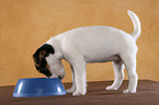 eating Jack Russell Terrier Puppy