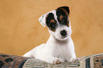 lying Jack Russell Terrier Puppy