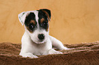 lying Jack Russell Terrier Puppy