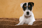 lying Jack Russell Terrier Puppy