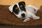 lying Jack Russell Terrier Puppy