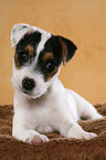 lying Jack Russell Terrier Puppy