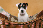 Jack Russell Terrier Puppy in basket