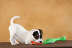 playing Jack Russell Terrier Puppy