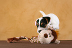 playing Jack Russell Terrier Puppy