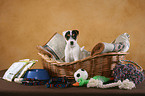 Jack Russell Terrier Puppy with equipment