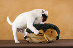 playing Jack Russell Terrier Puppy