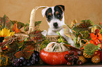 Jack Russell Terrier Puppy in autumn decoration