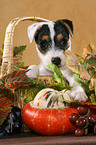 Jack Russell Terrier Puppy in autumn decoration