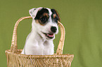 Jack Russell Terrier Puppy in basket