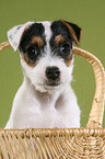 Jack Russell Terrier Puppy in basket