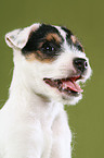 Jack Russell Terrier Puppy Portrait