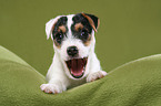 lying Jack Russell Terrier Puppy