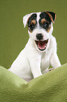 sitting Jack Russell Terrier Puppy