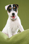 cute sitting Jack Russell Terrier Puppy