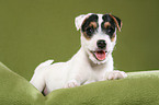 lying Jack Russell Terrier Puppy