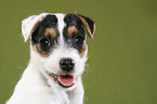 Jack Russell Terrier Puppy Portrait