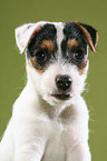 Jack Russell Terrier Puppy Portrait