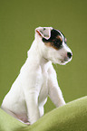 sitting Jack Russell Terrier Puppy