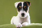 cute lying Jack Russell Terrier Puppy