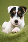 lying Jack Russell Terrier Puppy