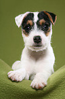 lying Jack Russell Terrier Puppy