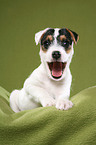 yawning Jack Russell Terrier Puppy