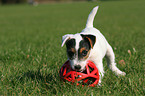 playing Jack Russell Terrier Puppy