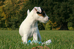 standing Jack Russell Terrier Puppy