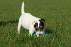 Jack Russell Terrier Puppy with toy