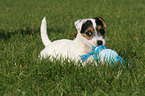 Jack Russell Terrier Puppy with toy