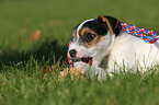 Jack Russell Terrier Puppy with toy