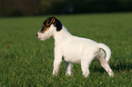 standing Jack Russell Terrier Puppy