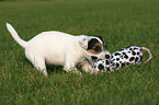 playing Jack Russell Terrier Puppy