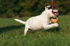 playing Jack Russell Terrier Puppy