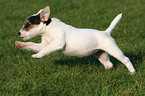 running Jack Russell Terrier Puppy