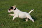 running Jack Russell Terrier Puppy