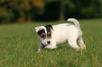 playing Jack Russell Terrier Puppy