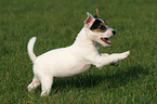 running Jack Russell Terrier Puppy