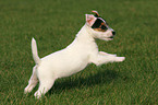 running Jack Russell Terrier Puppy