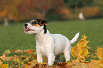 Jack Russell Terrier Puppy in autumn