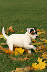 walking Jack Russell Terrier Puppy